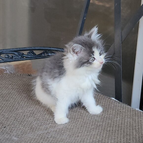 Meet your Posher, Caeli - Picture 5 of 16